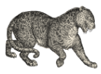 The leopard